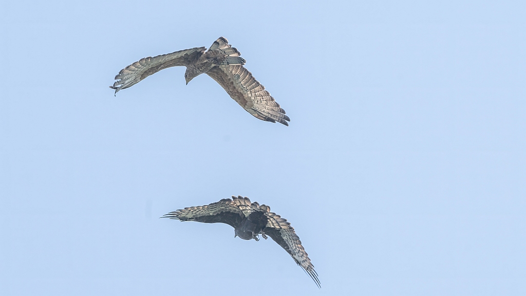 Oriental Honey-buzzard